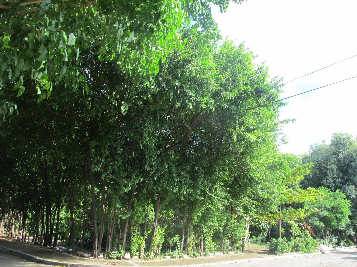 Backpackers And Travellers Hostel 네이바 외부 사진